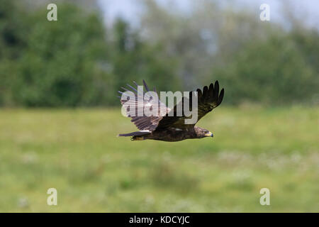 Schreiadler (Aquila pomarina Pomarina/clanga) im Flug über Grünland beschmutzt Stockfoto