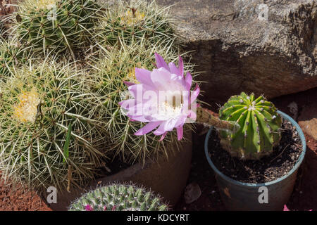 Blume von Echinopsis oxygona Cactus, Arizona, Vereinigte Staaten von Amerika Stockfoto