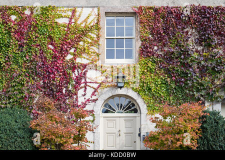 Parthenocissus Tricuspidata. Japanische Kriechgang-/Boston Efeu an der Außenseite eines Stadthauses. Lechlade an der Themse, Gloucestershire, VEREINIGTES KÖNIGREICH Stockfoto