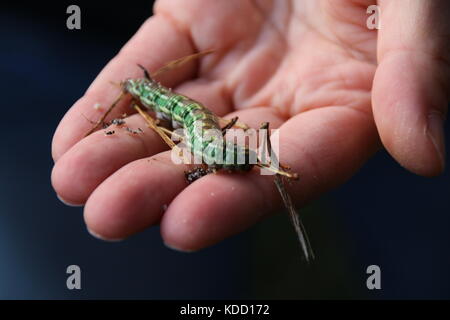 grüne Raupe Stockfoto