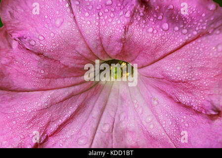 Petunia Blume in einer näheren Betrachtung Stockfoto