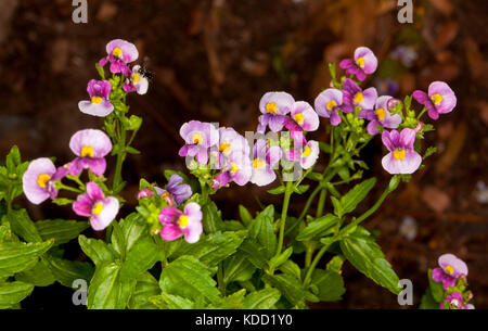 Panoramablick auf Cluster von hell-rosa Blüten & smaragdgrünen Blättern von nemesia 'Obst tingle" auf dunklem Hintergrund Stockfoto