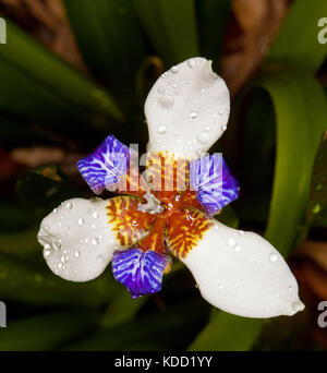 Ungewöhnliche weiße und blaue Blume der neomarica aus Buchsbaumholz, wandern Iris, mit Regentropfen auf Blütenblätter gegen den Hintergrund der dunkelgrünes Laub Stockfoto