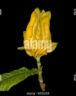 Leuchtend gelbe Blume Hüllblätter und Emerald Green leaf von blühender Strauch pachystachys lutea, goldene Kerzen, auf schwarzem Hintergrund Stockfoto