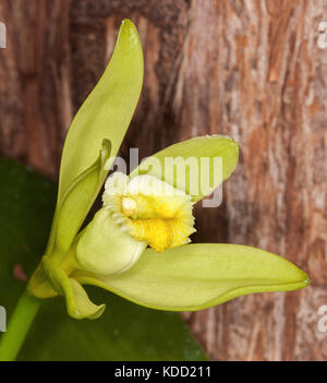 Schöne blassgelbe / lindgrüne Blume der Vanilleorchidee, Vanilla planifolia, eine Kletterpflanze, gegen dunkelbraune Rinde des Baumstamms Stockfoto