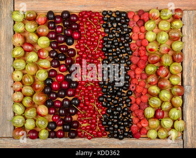 Sammlung einer Vielzahl von Obst (Johannisbeeren, Stachelbeeren, Himbeeren, Pflaumen) auf Holz- Hintergrund. die Ansicht von oben. Stockfoto