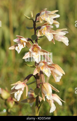 Eine Marsh Helleborine Orchidee (Epipactis palustris). Stockfoto