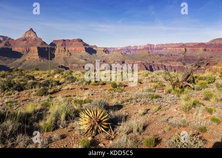 Landschaftsansicht des Vishnu Temple Rock auf Great Wandering Weg nach Horseshoe Mesa im Grand Canyon National Park Arizona Usa Stockfoto