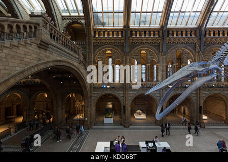 London - September 2017; Besucher in die Haupthalle mit der blauwal Skelett im Natural History Museum. Stockfoto