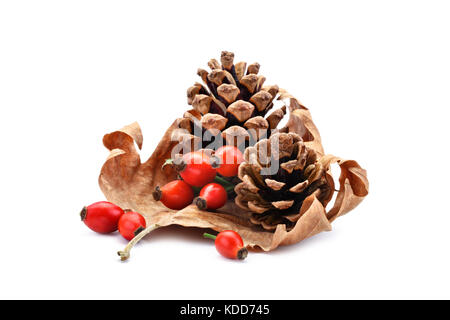 Pine Cone und Hagebutten auf einem trockenen Herbst Blatt. Ein isoliertes Objekt. Stockfoto