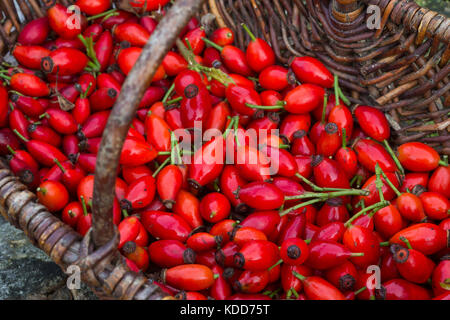 Hagebutten-Ernte in Einem Korb, nötigenfalls-Rose, Hundsrose, Heckenrose, Rose, Wildrose, Früchte, Hagebutte, Hagebutten, Rosa Canina, gemeinsame Briar, Hundsrose Stockfoto