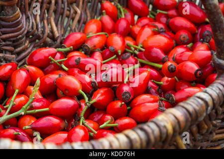 Hagebutten-Ernte in Einem Korb, nötigenfalls-Rose, Hundsrose, Heckenrose, Rose, Wildrose, Früchte, Hagebutte, Hagebutten, Rosa Canina, gemeinsame Briar, Hundsrose Stockfoto