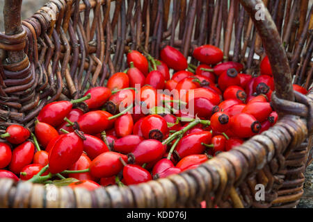 Hagebutten-Ernte in Einem Korb, nötigenfalls-Rose, Hundsrose, Heckenrose, Rose, Wildrose, Früchte, Hagebutte, Hagebutten, Rosa Canina, gemeinsame Briar, Hundsrose Stockfoto