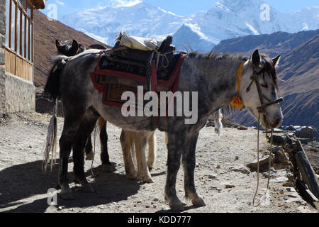 Die Nepal Mountain Horse ist hoch in den Bergen Stockfoto