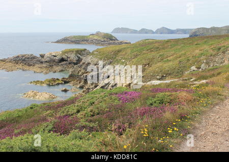 Rubrik westwärts auf der Pembrokeshire Coast Path Anzeigen der Inseln von Carreg yr Esgob und (Hintergrund) Ramsey Island, Pembrokeshire, Wales, Großbritannien Stockfoto