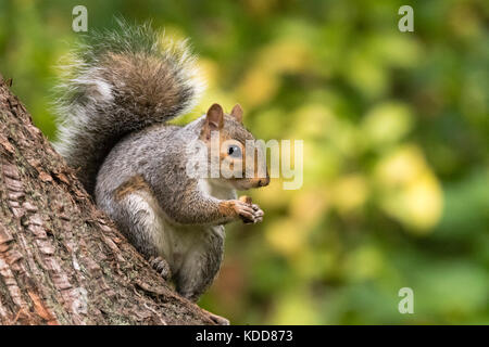 Östlichen Grauhörnchen (sciurus carolinensis) Essen auf Baumstamm. Nagetier in der Familie sciuridae Essen Keks auf nadelbaum Sitzen Stockfoto