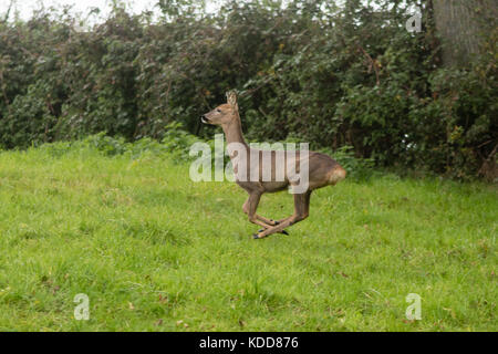 Reh (Capreolus capreolus) doe läuft. kleine, elegante Hirsche in der Familie cervidae, weiße Rump in der Luft Stockfoto