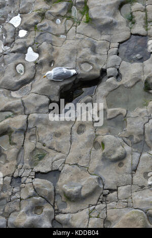 Ein Blick hinunter Blick von der South West Coast Path auf die Neue ufermauer in Lyme Regis auf eine Möwe saß unter den felsenpools auf einem Felsvorsprung Stockfoto