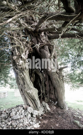 Alte hohle Eibe auf dem Friedhof der St. Mary Stelling Kirche in Stelling Minnis, Kent, Großbritannien Stockfoto