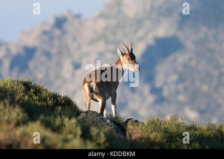 Capra Hispanica Stockfoto