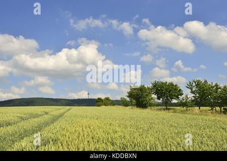 Blau-weißen Himmel über einem Weizenfeld in der Nähe von Lauenau mit den dunklen Höhenzug Deister in der Ferne, 22. Juni 2016 | Verwendung weltweit Stockfoto