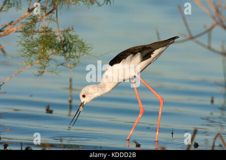 Stelzenläufer Stockfoto