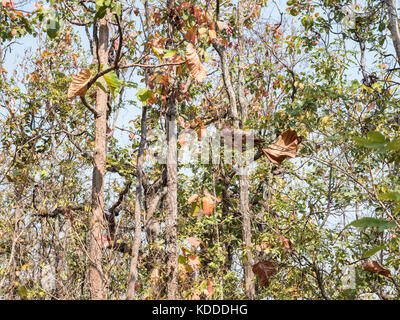 Trockene Teak Wald unter dem klaren blauen Himmel in der Nähe der Hügel im Sommer Stockfoto