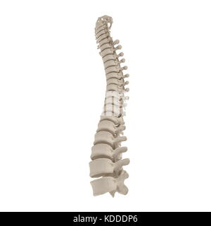 Die lendenwirbelsäule Anatomie auf Weiß. 3D-Darstellung Stockfoto