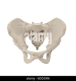 Männliche Becken Skelett auf Weiß. 3D-Darstellung Stockfoto