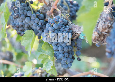 Reife Trauben von lila Trauben im Weinberg Stockfoto