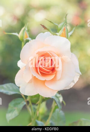 Close-up von Pastell peach Rose in voller Blüte Stockfoto