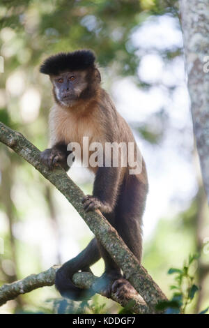 Getuftet oder braune Kapuziner Affen (Cebus apella) bei Monkeyland Primate Sanctuary, der sich an der "Garden Route", Südafrika.. Stockfoto