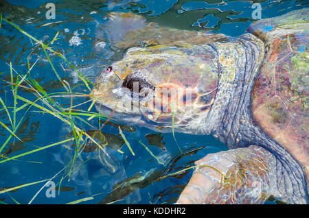 Argostoli Griechenland Unechte Karettschildkröte Schwimmen in der Lagune, Kefalonia, Kefalonia, Ionische Inseln, Griechenland Stockfoto