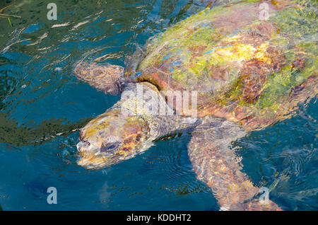 Argostoli Griechenland Unechte Karettschildkröte Schwimmen in der Lagune, Kefalonia, Kefalonia, Ionische Inseln, Griechenland Stockfoto