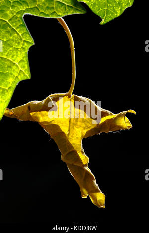 Detail der getrockneten papaya Blatt Stockfoto