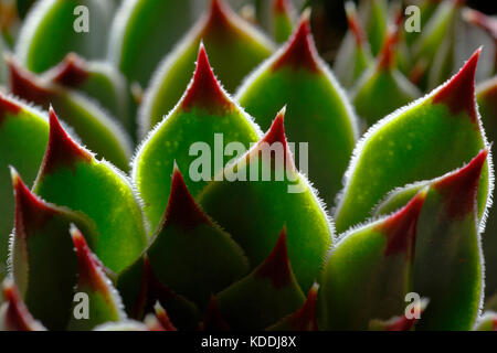 Details der Blätter der Zierpflanzen genannt das Evergreen (sempervivum calcareum) Stockfoto