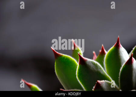 Details der Blätter der Zierpflanzen genannt das Evergreen (sempervivum calcareum) Stockfoto