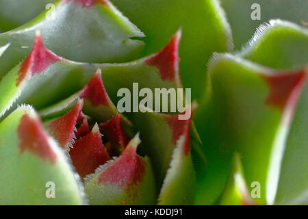 Details der Pflanze namens Evergreen (sempervivum calcareum) Stockfoto