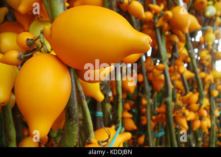 Solanum mammosum auf dem Markt zu verkaufen. Stockfoto