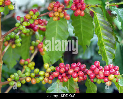 Cherry Kaffeebohnen auf dem Zweig der Kaffeepflanze vor der Ernte Stockfoto