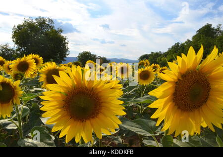 Sonnenblumen im Sommer Feld. helle gelbe Sonnenblumen Köpfen. Stockfoto