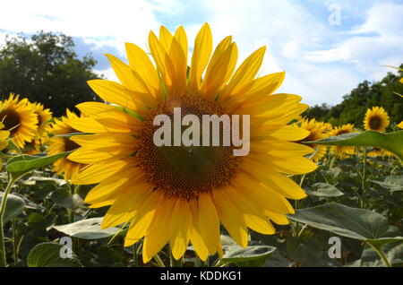 Sonnenblumen im Sommer Feld. helle gelbe Sonnenblumen Köpfen. Stockfoto