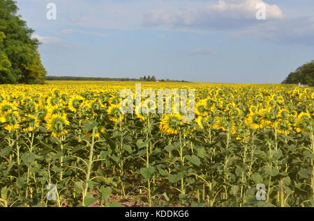 Sonnenblumen im Sommer Feld. helle gelbe Sonnenblumen Köpfen. Stockfoto