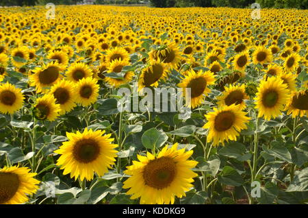 Sonnenblumen im Sommer Feld. helle gelbe Sonnenblumen Köpfen. Stockfoto