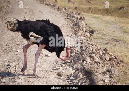 East African Strauß, Tarangire Nationalpark, Tansania Stockfoto