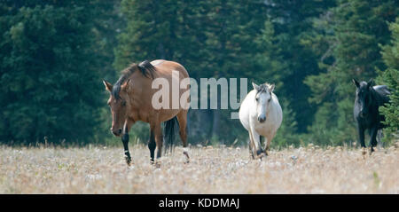 Wild Horses - Coyote Dun und Apricot Dun Pale Buckskin und Black Hengste in der Pryor Mountains Wild Horse Range in Montana USA Stockfoto