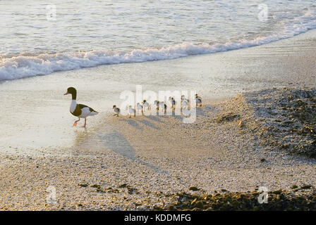 Babys Enten lernen mit ihrer Mutter zu swin Stockfoto