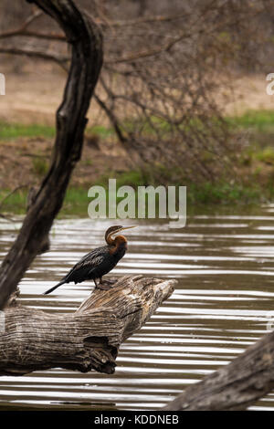 Afrikanische schlangenhalsvogel (anhinga Rufa) auf Baumstamm über Wasser, Südafrika, Krügerpark Stockfoto