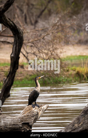 White-breasted Kormoran (Phalacrocorax Lucidus) auf Baumstamm über Wasser, Südafrika, Krügerpark Stockfoto