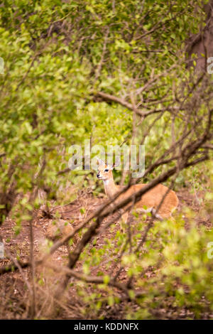 Steinböckchen versteckt sich in der Savanne von Südafrika, Krüger Nationalpark, Südafrika Stockfoto